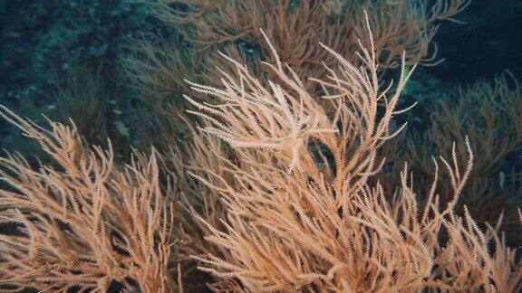 安达曼海中有一群金雀鲷的黑珊瑚