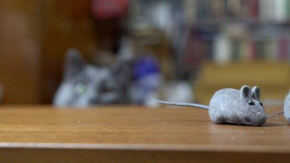 灰猫看着桌子上的灰色玩具老鼠