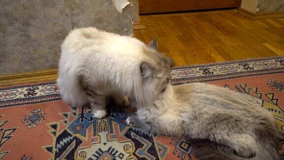 城市公寓里两只西伯利亚彩点猫之间的爱情游戏和求爱