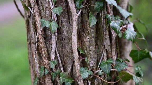 被常春藤覆盖的树干的近距离镜头