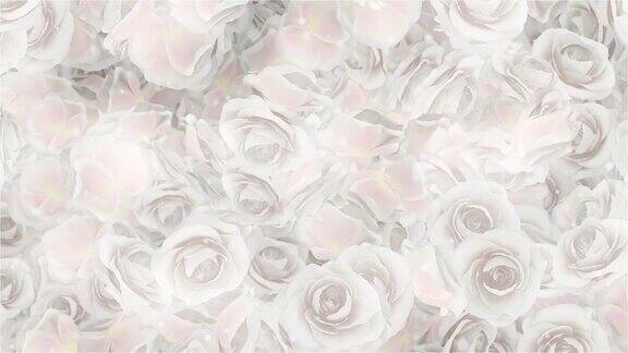 玫瑰白色婚礼背景环形视频