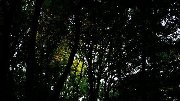 拍摄一个黑暗茂密的森林与阳光的差距