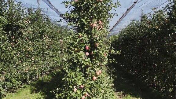 苹果果园与成熟的水果在南蒂罗尔