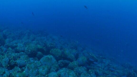 克利奥尔鱼在加拉帕戈斯群岛的海底礁群