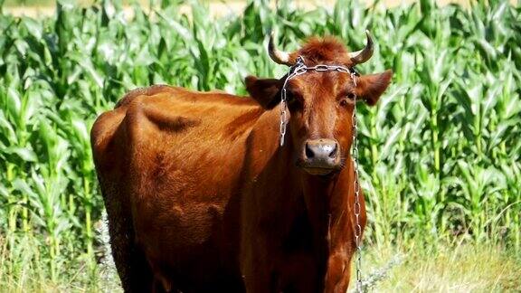 奶牛在村庄附近的草地上吃草慢动作