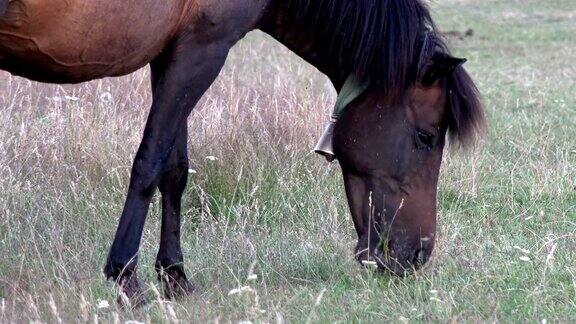 在牧场吃草的马