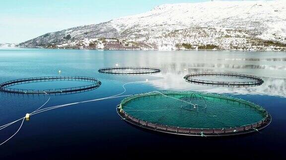 挪威的鲑鱼渔场