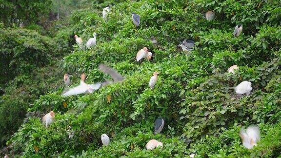 不同种类的白鹭在树梢上整理羽毛