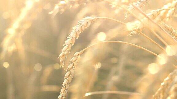 有机金黄成熟小麦穗在田间柔焦特写农业背景