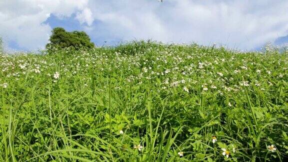 绿色的草和白色的雏菊