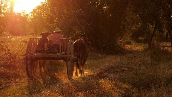 牛车在泰国的日落旅行