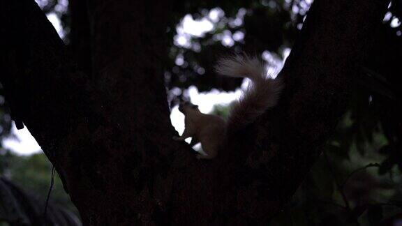 白松鼠在树上吃东西在黑暗的早晨
