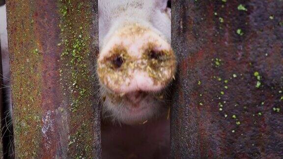 小白小猪在猪圈里小猪在铁栅栏后面小猪把鼻子插在一根铁棒之间