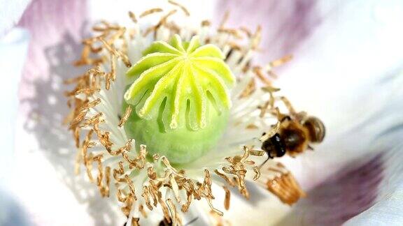 罂粟花的白色花有蜜蜂