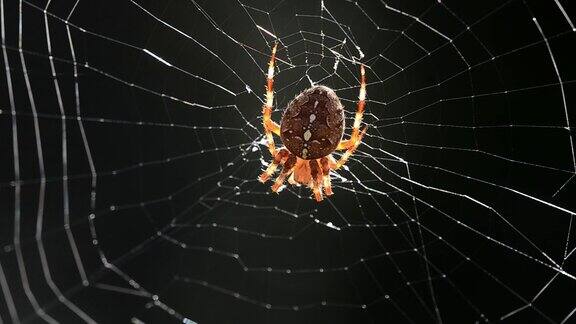 在一个阳光明媚的日子里蜘蛛坐在他的网里背景是黑色的