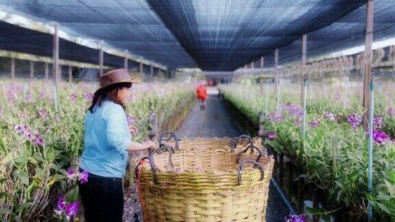 亚洲妇女农民通过兰花农田收割或检查质量控制农业或农用工业