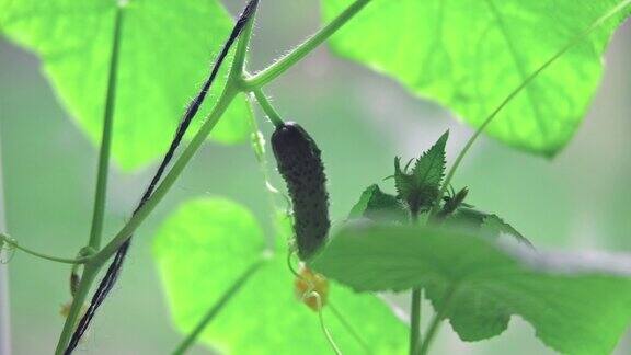 种植窗台上的蔬菜幼苗青瓜植株刚发芽准备移栽家庭花园室内盆栽和托盘厨房园艺概念