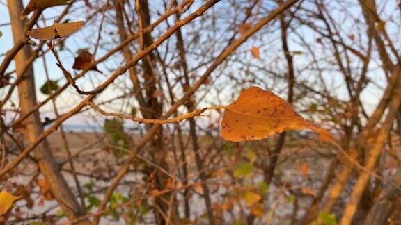 单片黄杨树叶在夕阳的光线中随风摇摆透过树叶可以看到寒冷的秋天景观俄罗斯南部的自然关闭了慢动作视频天气开始变冷