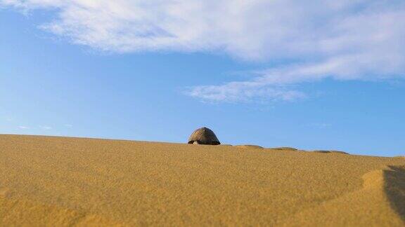 乌龟在沙漠中爬行