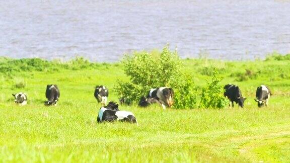 阳光明媚的日子里一群牛在河边的绿草上吃草