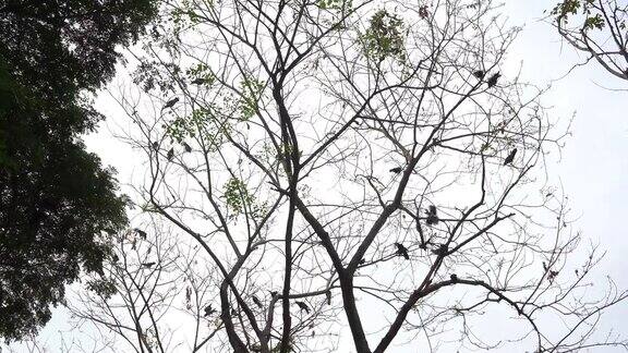 一群乌鸦在树上