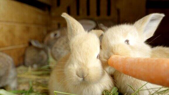 特写:美丽的毛茸茸的浅棕色小兔子正在吃新鲜多汁的胡萝卜
