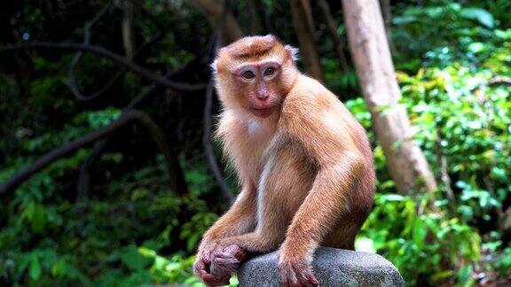 可爱的猴子坐在一块岩石上四处张望