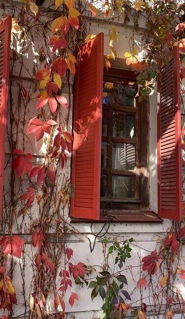 秋天野葡萄的黄红叶在老房子的窗户上随风摇曳