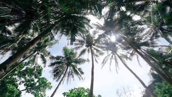 棕榈树仰天俯视图