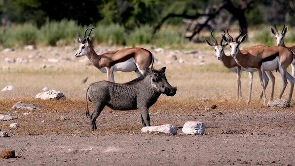 奔跑的非洲猪非洲狩猎野生动物