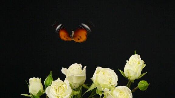 白玫瑰上的虎蝶