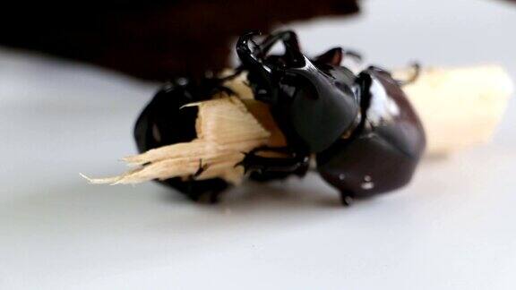 两只雄性犀牛甲虫正在吃甘蔗