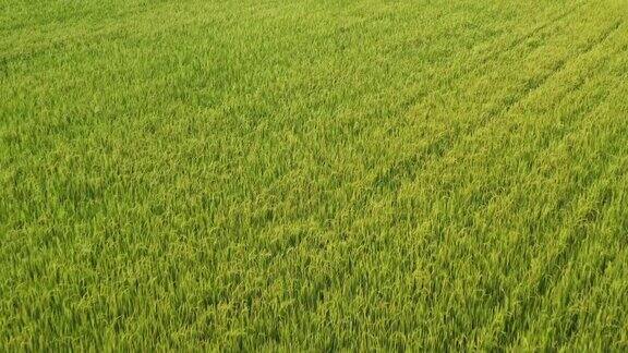东南亚的稻田