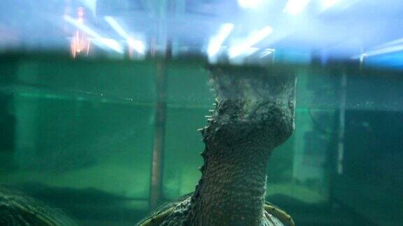 龟科海龟头露出水面