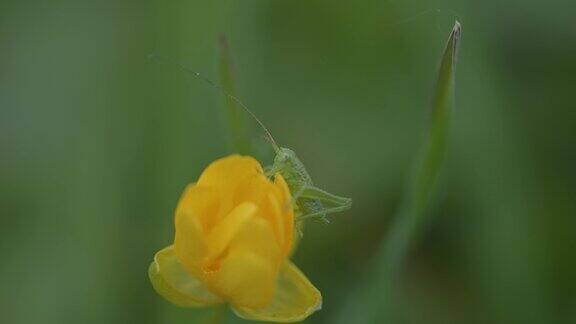 大绿灌木蟋蟀(Tettigoniaviridissima)在黄色花朵上的微距照片