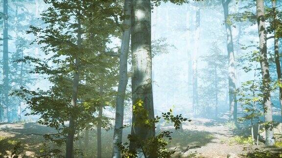 阳光透过雾照射出森林的轮廓