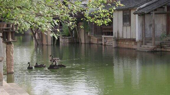 一小群黑天鹅在乌镇水乡的历史建筑附近游泳