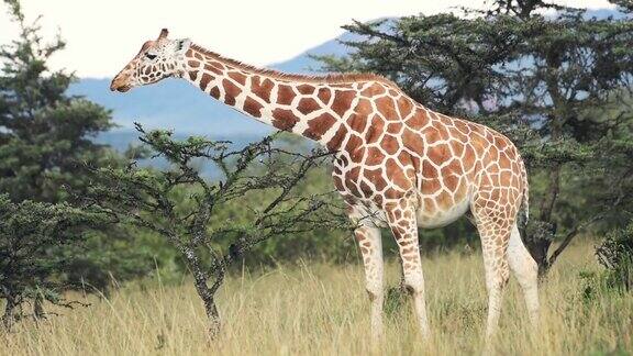 在肯尼亚的ElKarama旅馆里一只网形长颈鹿正在独自吃树上的叶子中枪