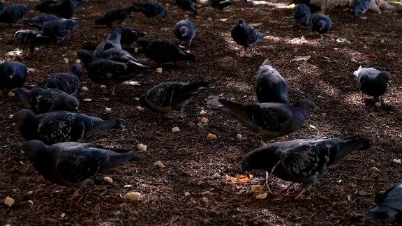 公园里有很多鸽子在啄食谷粒