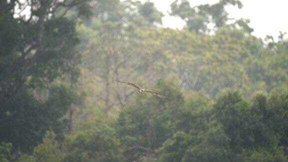 场景慢动作的西方鱼鹰飞行在自然动物在野外