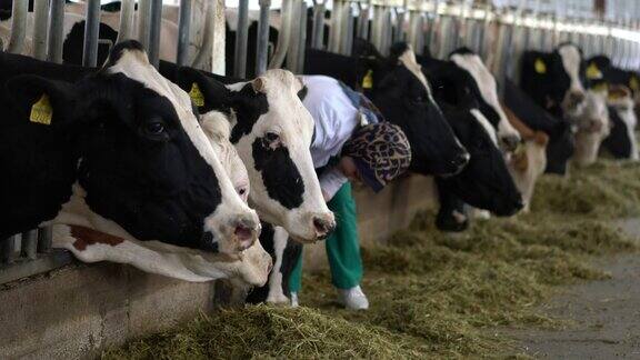 兽医妇女检查母牛进入谷仓