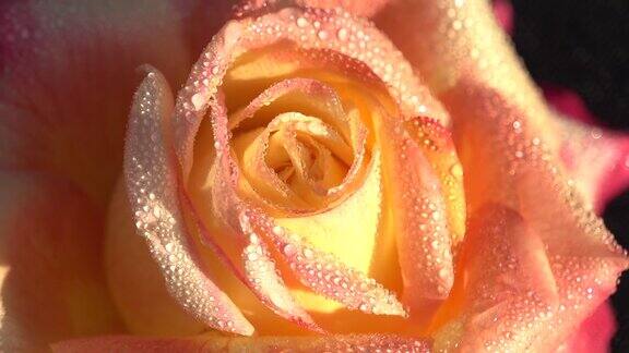 娇嫩玫瑰上的露珠