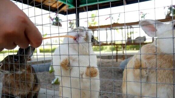 甜美饥饿的小兔子在笼子里吃新鲜多汁的胡萝卜