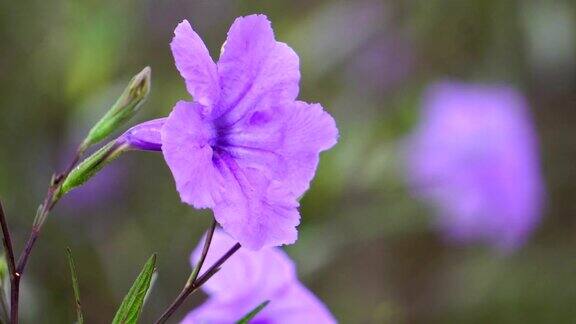 紫色的花朵随风摇曳