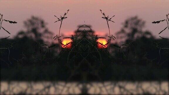 日落的景色和树的剪影