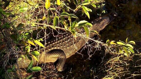 佛罗里达大沼泽地里的鳄鱼是野生动物