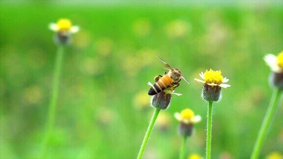 蜜蜂从黄花上采集花蜜