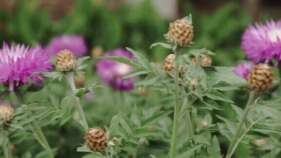 一只蜜蜂在花园里从蓝色的花朵上采集花蜜