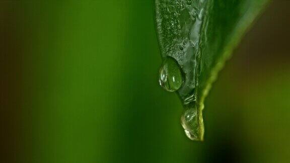 超级SLOMO生态水滴从树叶上滴下