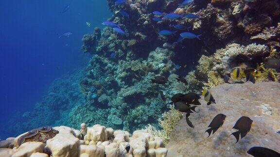 海洋中的水下生物热带鱼